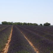 Provence